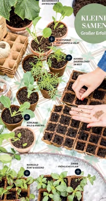 Anzuchttöpfe mit Sprossen, Hand sät Samen in Aussaat-Trays